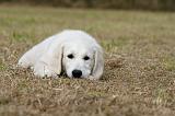 GOLDEN RETRIEVER 925